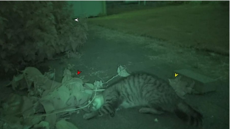 Gato de rua se esfrega e rola sobre ramos frescos de matatabi durante experimento no Japão Gato de rua se esfrega e rola sobre ramos frescos de matatabi durante experimento no Japão
