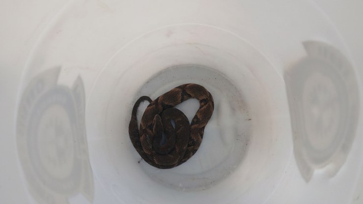 GAPA resgata jararaca e ouriço em Vinhedo