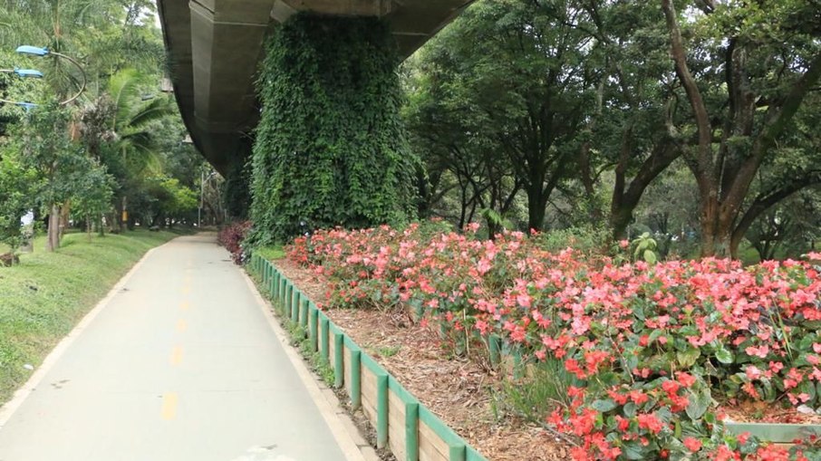 Vegetação ajuda a refrescar a cidade e reduzir ilhas de calor
