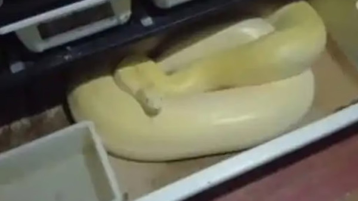Guo havia organizado todos os seus móveis em um quarto, enquanto utilizava os outros dois quartos e a sala de estar para seus répteis Guo havia organizado todos os seus móveis em um quarto, enquanto utilizava os outros dois quartos e a sala de estar para seus répteis