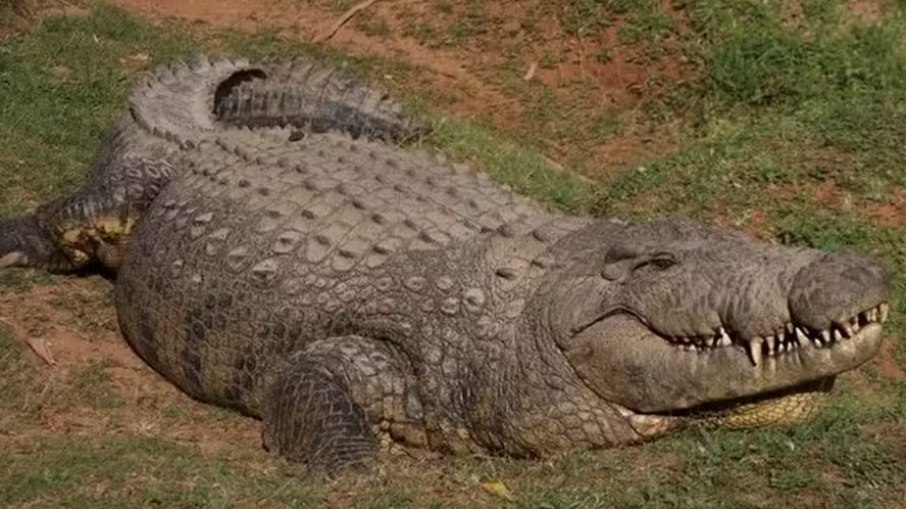 Crocodilo são animais que existem há mais de 85 milhões de anos Crocodilo são animais que existem há mais de 85 milhões de anos