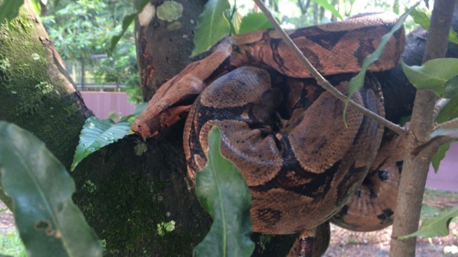 O serpentário do Instituto Butantan reúne um grande número de espécies desse réptil
