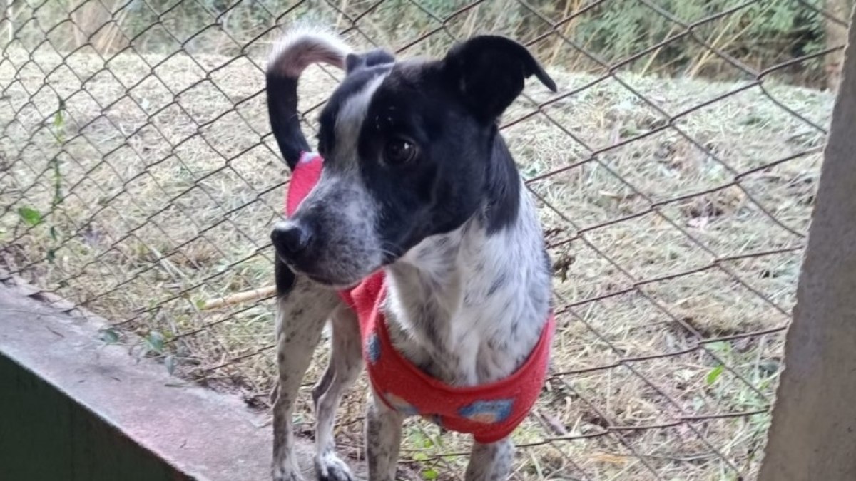 Evento incentiva posse responsável e destaca benefícios de adotar pets adultos