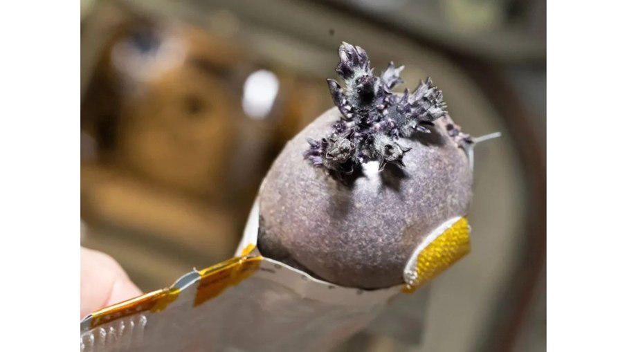 Spudnik Spudnik