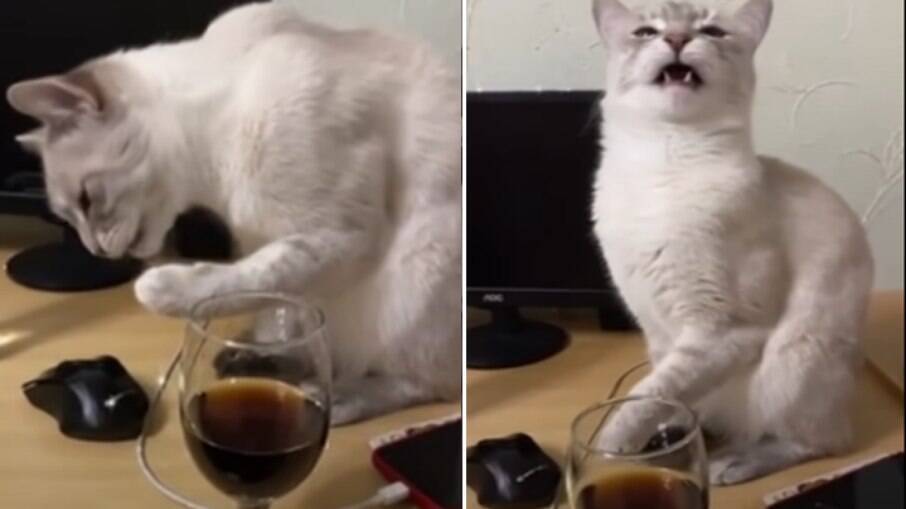 Gato tem reação engraçada ao experimentar refrigerante 