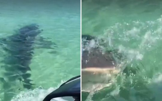 Vídeo impressionante mostra tubarão atacando jetski