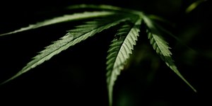 STF revisa decisão sobre liberar porte de maconha no Brasil