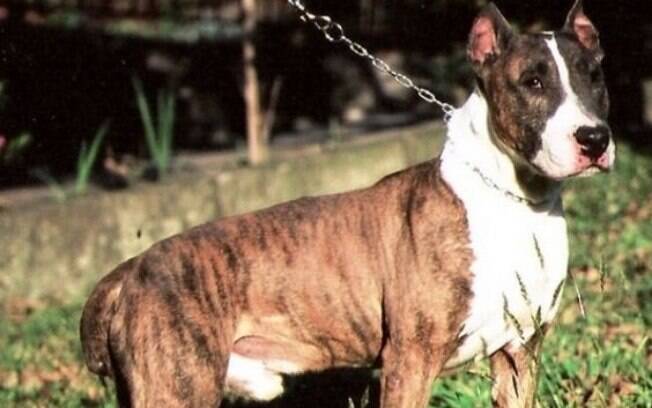 Existem poucas raças de cães originárias no Brasil e a maioria nem é lembrada pelas pessoas