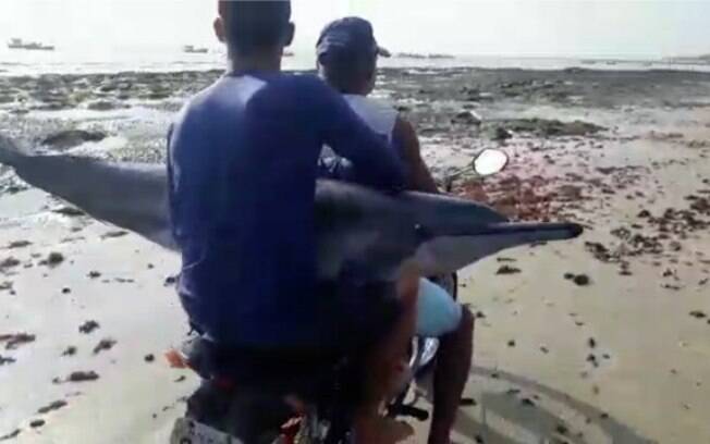 Pescadores transportaram o animal em uma moto