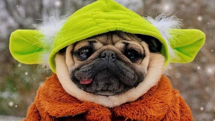 Conheça Doug, o pug mais famoso na internet
