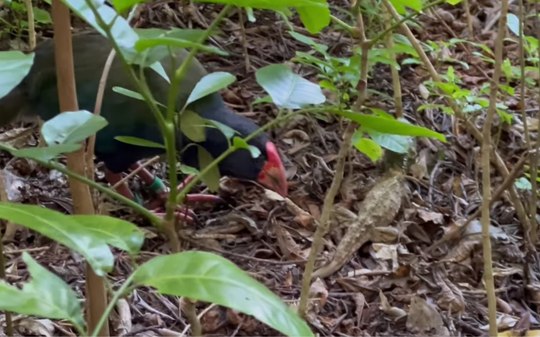 Ave ameaçada de extinção x réptil em risco: vídeo mostra batalha