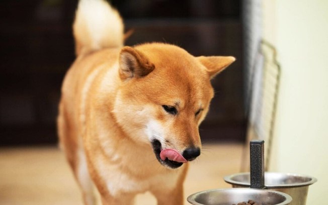 4 características do cachorro da raça shiba