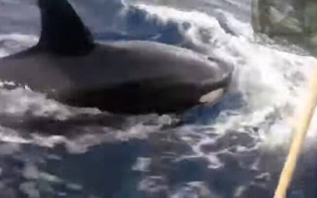 Baleia encalhada - imagem ilustrativa