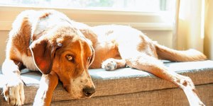 O que fazer quando o cachorro só quer ficar deitado?