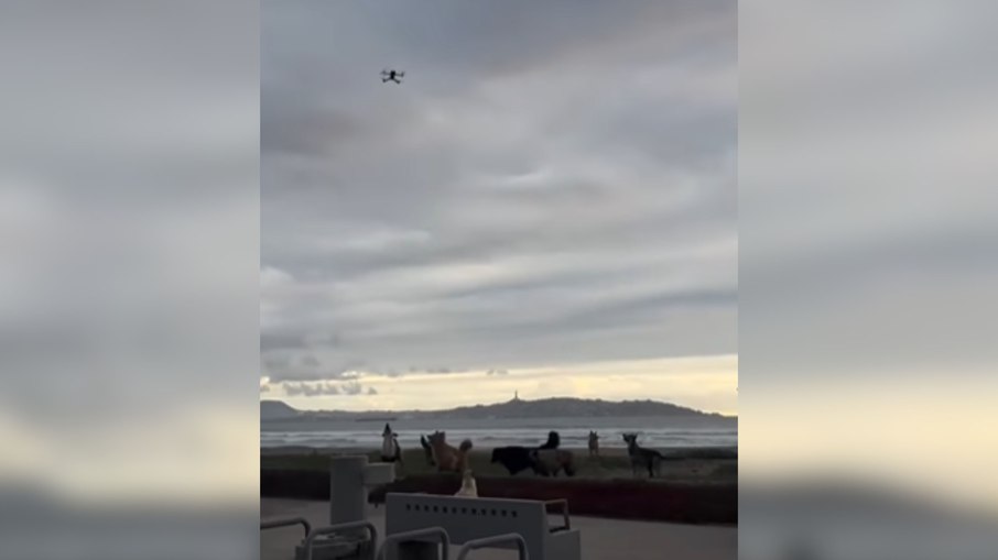 Cachorros transformam pouso de drone em missão impossível
