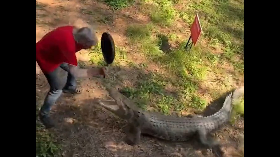 Homem enfrenta crocodilo com uma frigideira em Darwin, na Austrália
