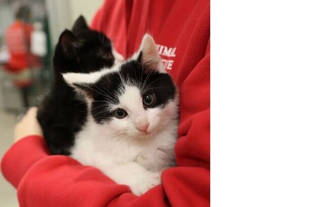 A clínica veterinária irlandesa Just Cats está oferecendo o melhor emprego do mundo para as pessoas