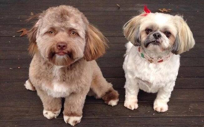 Quando olhado ao lado de outro cachorro, Yogi fica com ainda mais parecido com um homem