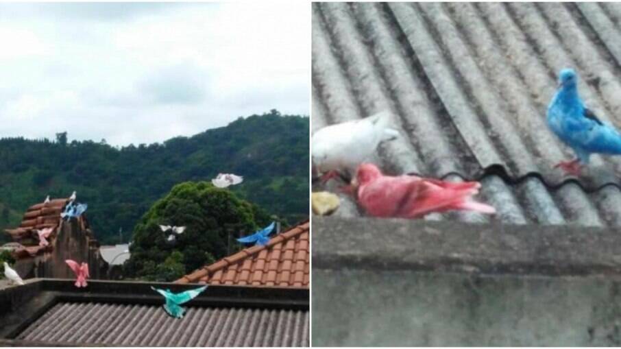 As imagens dos pombos 'coloridos' viralizaram nas redes sociais e chocaram a população 