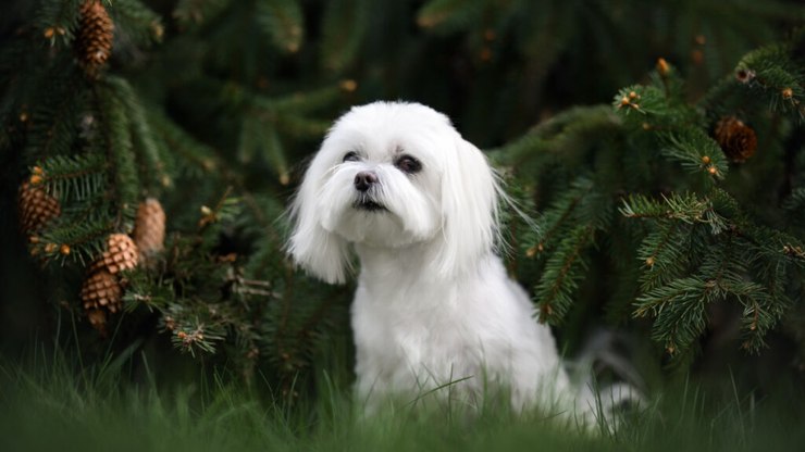 4 características do cachorro da raça maltês