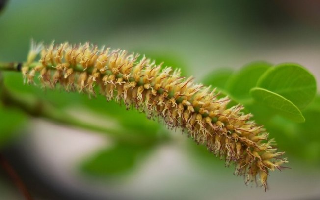 5 benefícios da planta barbatimão para a saúde e como usá-la