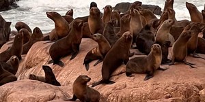 Lobo-marinho reabilitado no Brasil reaparece no Uruguai