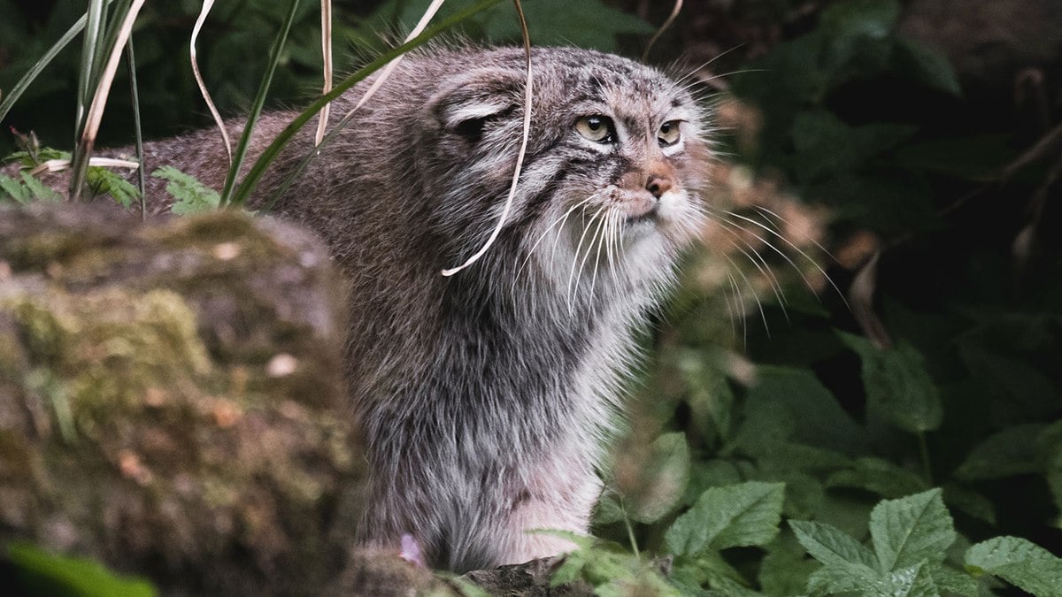 O Gato-de-pallas é um animal selvagem que vive em montanhas asiáticas