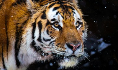 Tigre rastreia homem por 12 horas para se vingar
