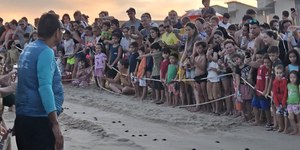 Litoral cearense: um dos maiores berçários de tartarugas marinhas