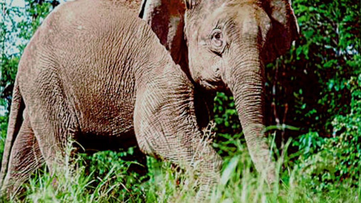 Elefante-pigmeu Elefante-pigmeu