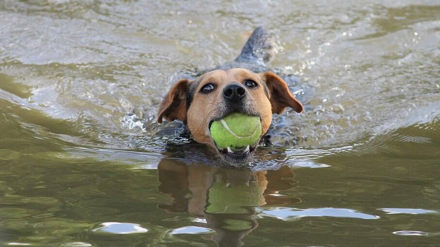 Além de piscinas, lagos e praias também podem garantir a diversão dos cães, mas sempre tomando os cuidados necessários