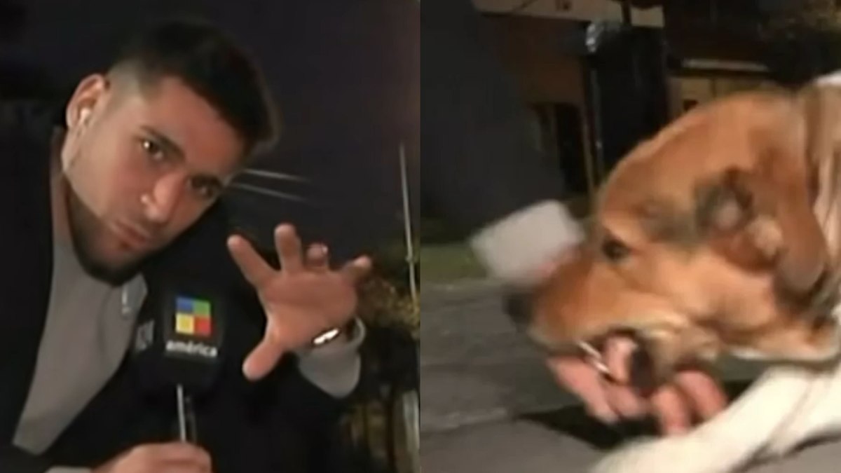 Gonzalo Sorbo é mordido por cachorro durante programa ao vivo