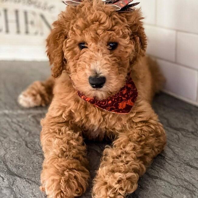 Jersey a goldendoodle
