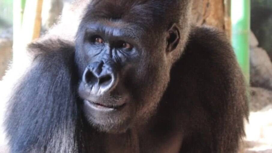 Amare, o gorila, gosta de olhar para telas dos smartphones das pessoas, dizem funcionários do zoológico 