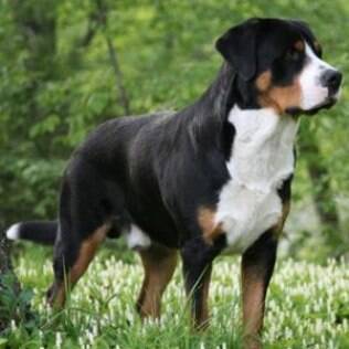 Greater Swiss Mountain Dog: Saiba mais no Guia de Bichos | Canal