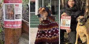 Cachorro famoso de Campinas desaparece durante viagem à Patagônia