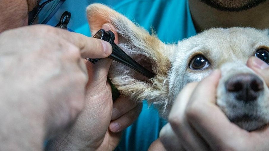 O médico-veterinário examinará o ouvido com um otoscópio