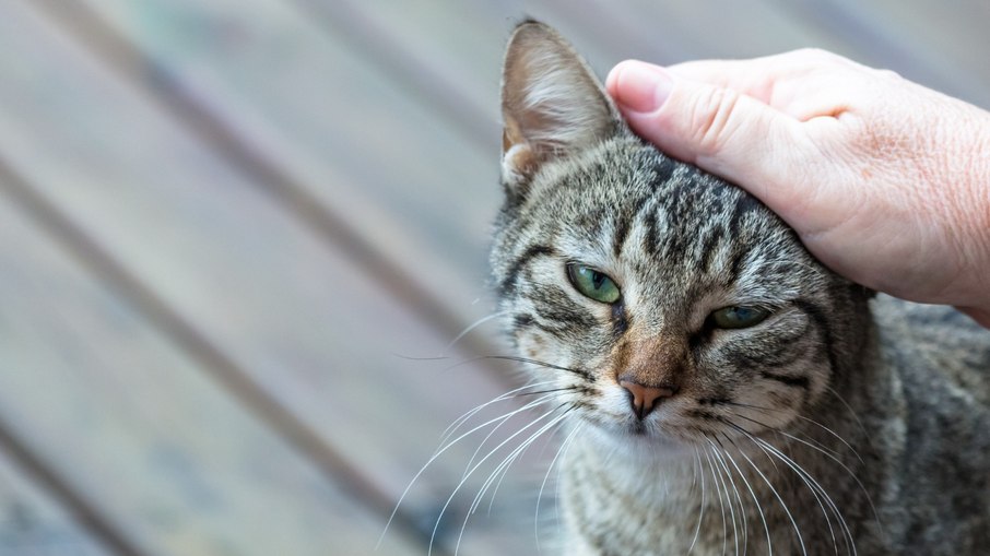 O vômito crônico é identificado pela periodicidade com a qual o sintoma se manifesta, diz veterinária