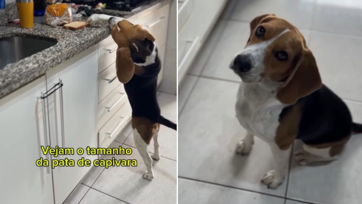 Cachorro beagle tenta 'roubar' pão da pia e é flagrado pelo tutor Cachorro beagle tenta 'roubar' pão da pia e é flagrado pelo tutor