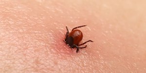 Bactéria mortal é encontrada pela primeira vez em carrapato