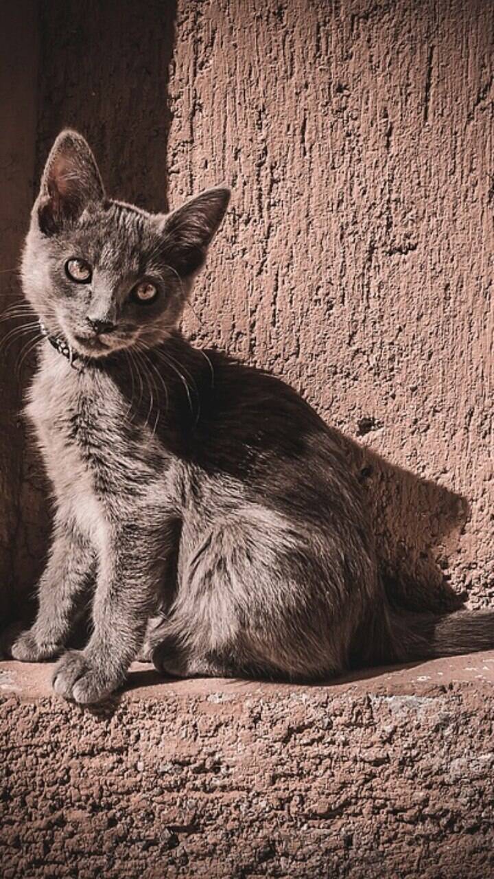 Nomes de gato cinza: nomes incríveis para os felinos