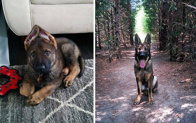 Donos compartilham lindas fotos para mostrar o antes e depois do crescimento de seus cachorros