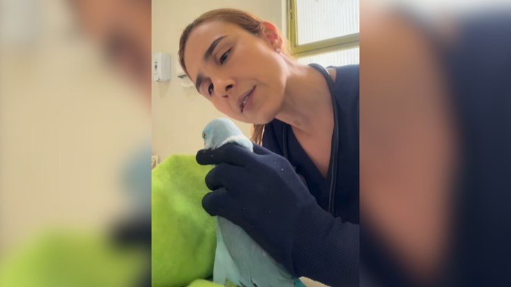 Papagaio ameaça veterinária durante consulta: "Cê vai apanhar"