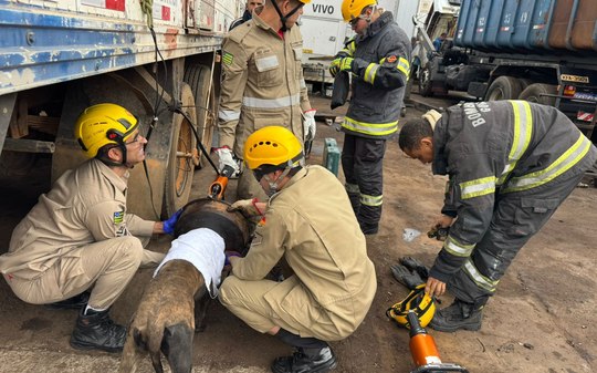 Cadela fica presa em roda de caminhão e mobiliza bombeiros em GO