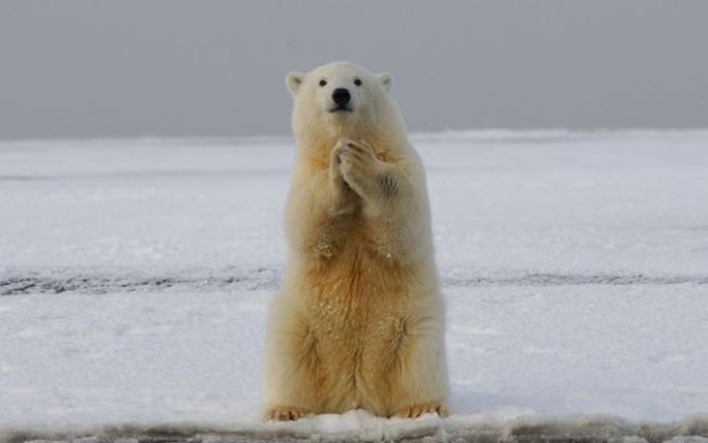 Os riscos no mundo animal após 1ª morte de urso-polar por gripe aviária