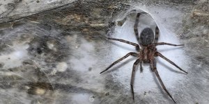 Maior teia do mundo: caverna abriga mais de 111 mil aranhas
