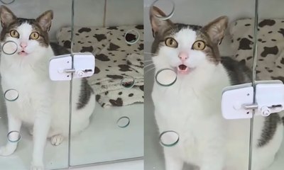 Gato fica de 'castigo' após arrumar confusão com outros felinos