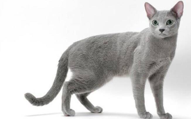 As 10 raças de gatos mais caras do mundo
