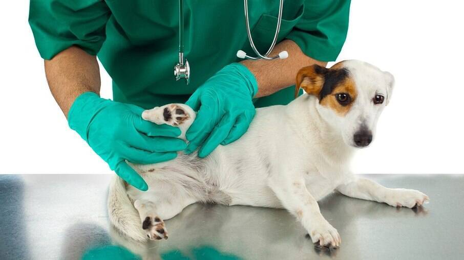 Em casos de fraturas ou lesões, leve com todo o cuidado ao veterinário mais próximo