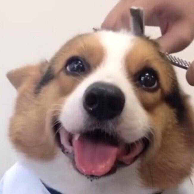 Cãozinho cortando o cabelo é a coisa mais fofa que você vai ver